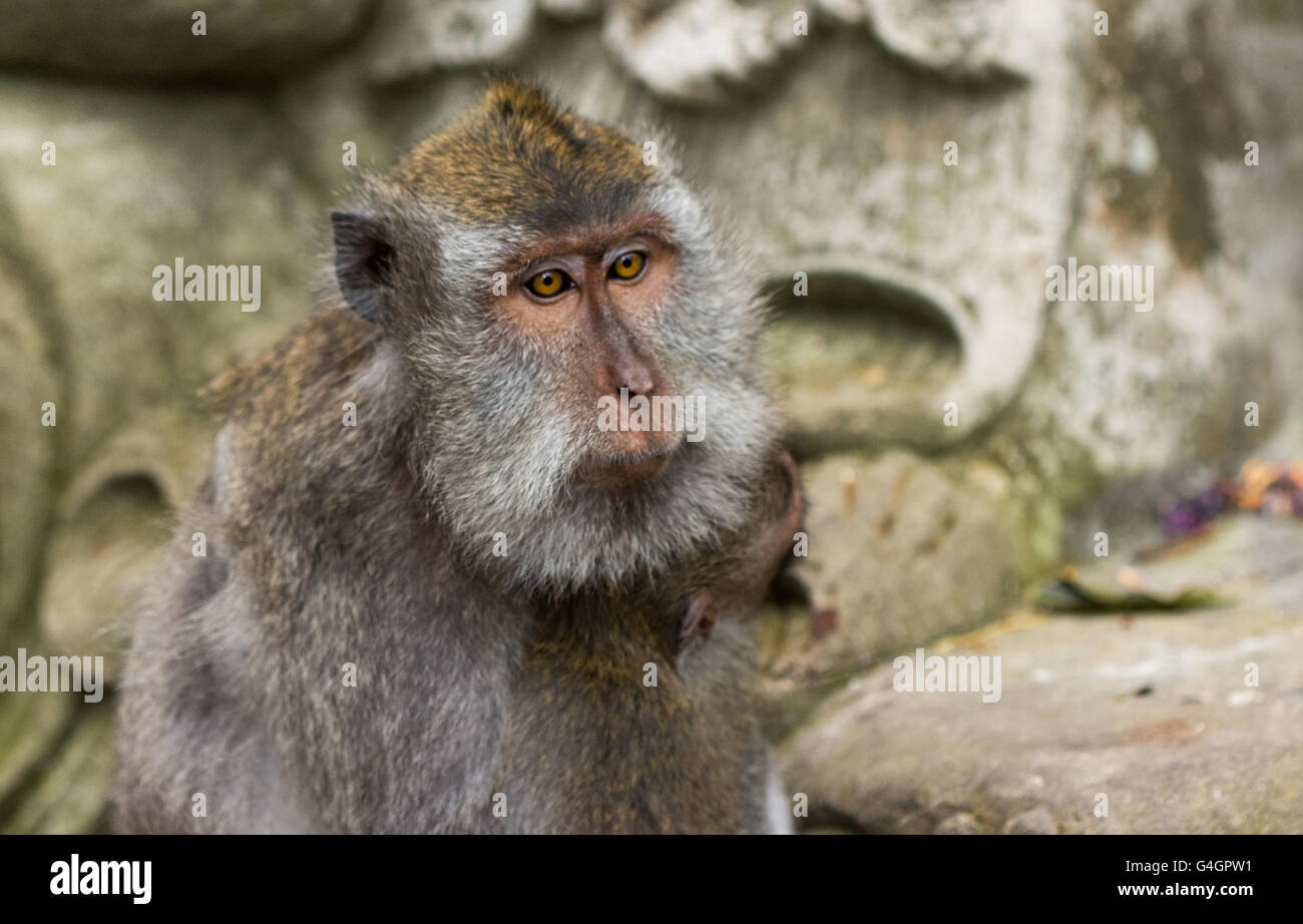 Les macaques à longue queue (Macaca fascicularis) dans la forêt des singes sacrés, Ubud, Indonésie Banque D'Images