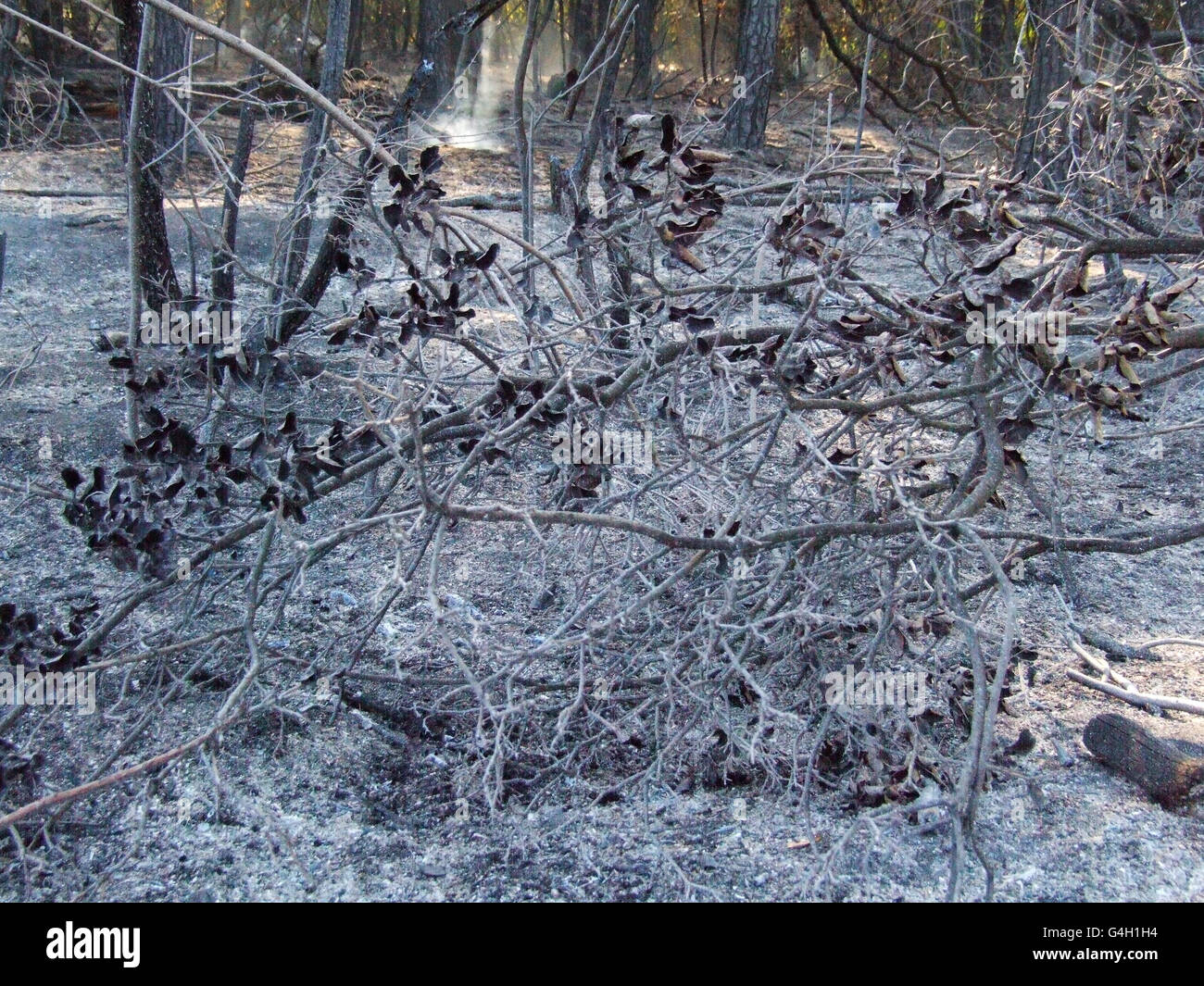 Arbres brûlés après un incendie de forêt pense que la brume causée par les incendies de forêt à Banque D'Images