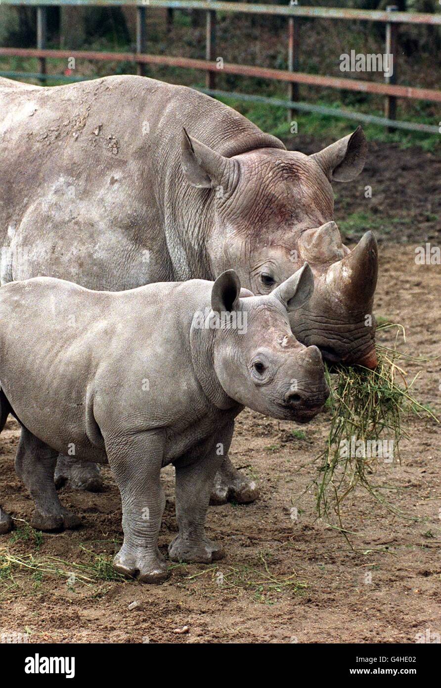 Tanya, âgée de cinq mois, avec sa mère Etna, au parc animalier de Port Lympne, dans le Kent.Tanya est le premier des trois rhinocéros nés dans le parc et on espère que les rares naissances triples en captivité aideront à arrêter l'extinction des races. Banque D'Images