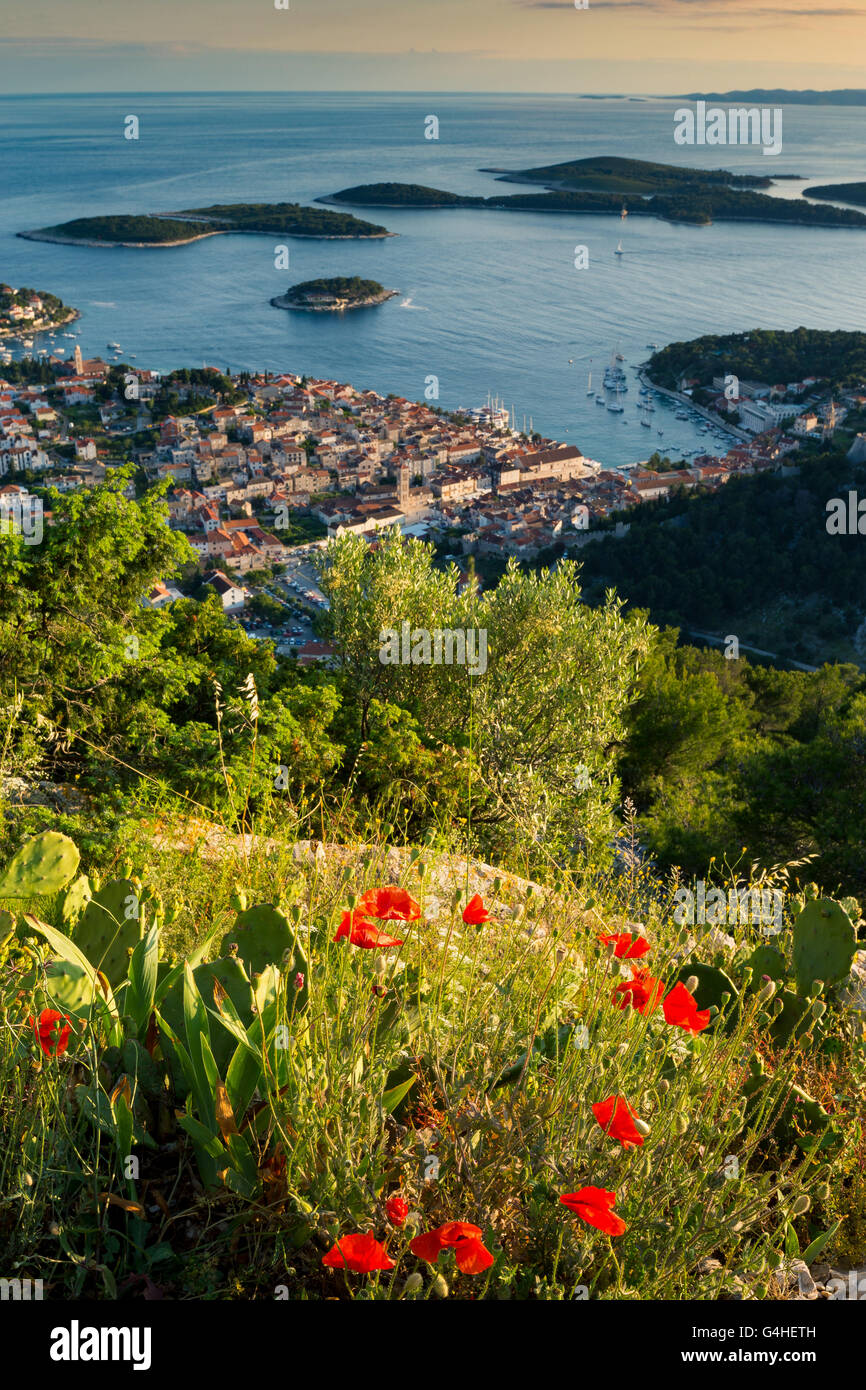 Fleurs coquelicots rouges. Vue sur Hvar, et les îles Paklinski. Île de Hvar. La Croatie. Mer Adriatique. L'Europe Banque D'Images
