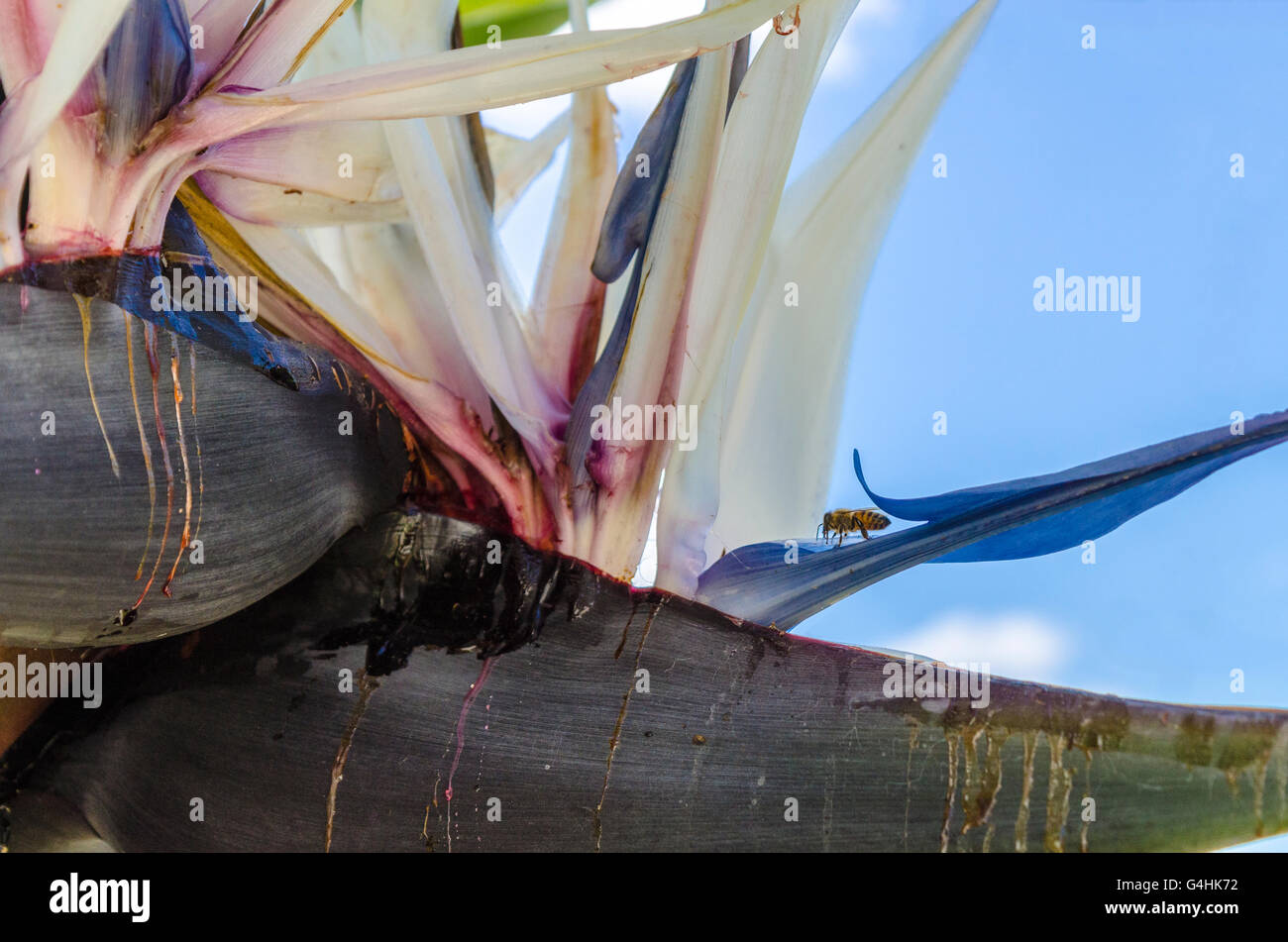 Les abeilles du miel la visite d'un oiseau de paradis géant Strelitzia nicolai plante Banque D'Images