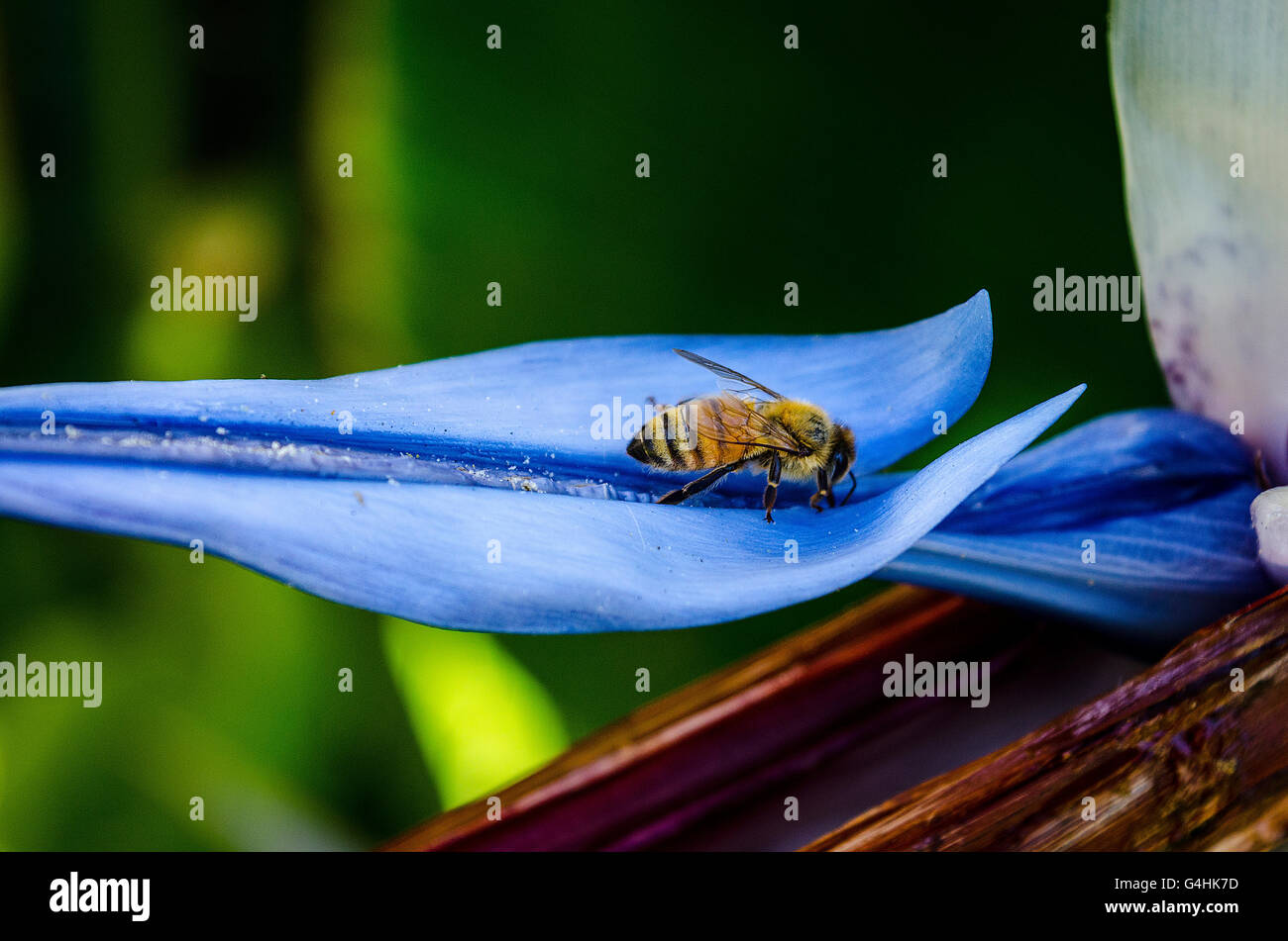 Les abeilles du miel la visite d'un oiseau de paradis géant Strelitzia nicolai plante Banque D'Images