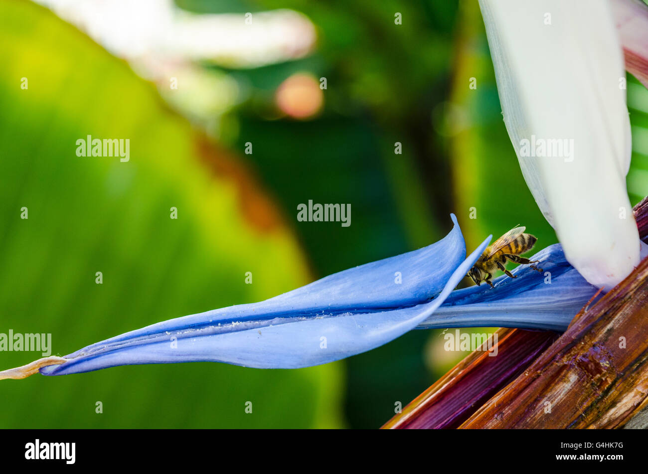 Les abeilles du miel la visite d'un oiseau de paradis géant Strelitzia nicolai plante Banque D'Images