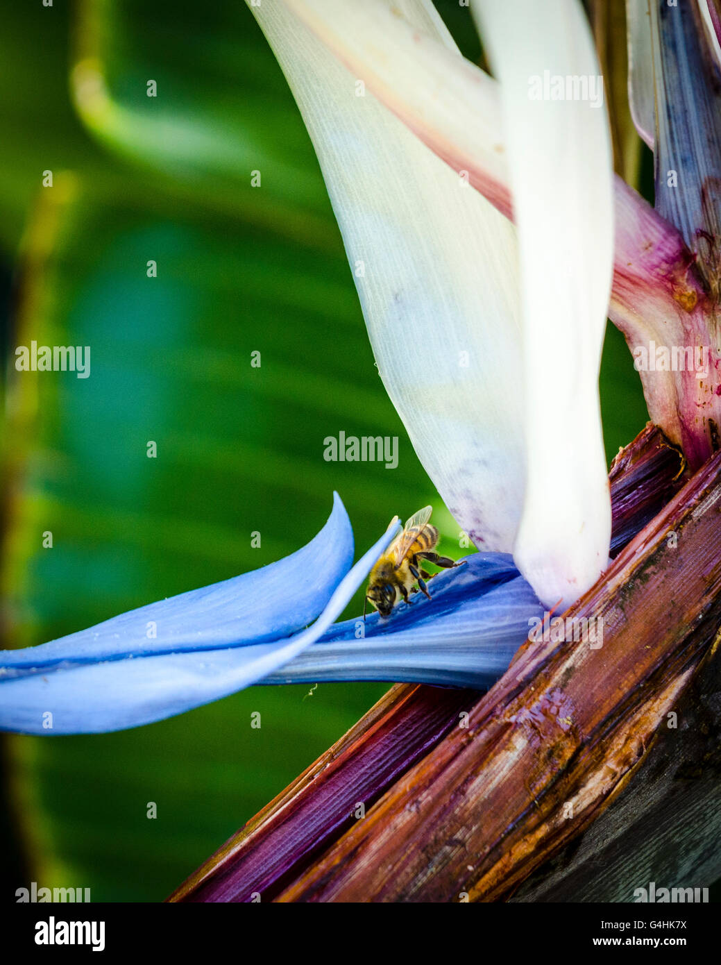 Les abeilles du miel la visite d'un oiseau de paradis géant Strelitzia nicolai plante Banque D'Images