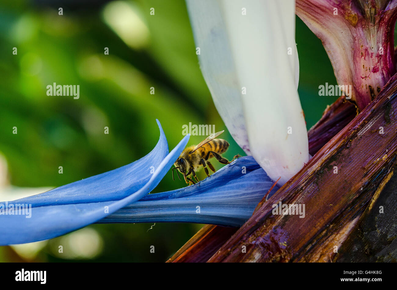 Les Abeilles Du Miel La Visite Dun Oiseau De Paradis Géant