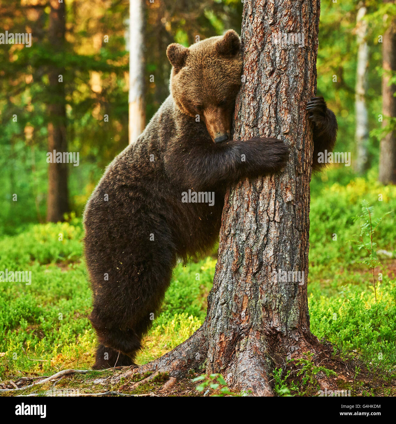 Ours brun très fatigué s'appuie contre un arbre dans un ours brun très fatigué s'appuie contre un arbre dans une forêt finlandaise Banque D'Images