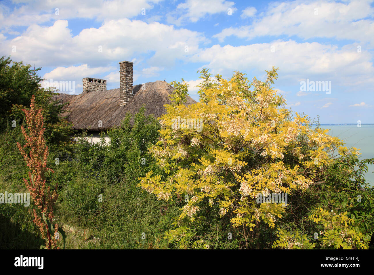 La Hongrie, Tihany, floweing tree, le toit, le lac Balaton, Banque D'Images
