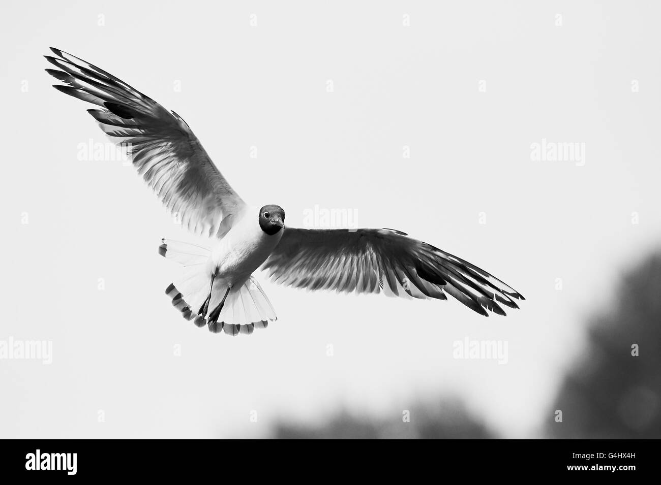 Seagull flying photographié en noir et blanc Banque D'Images