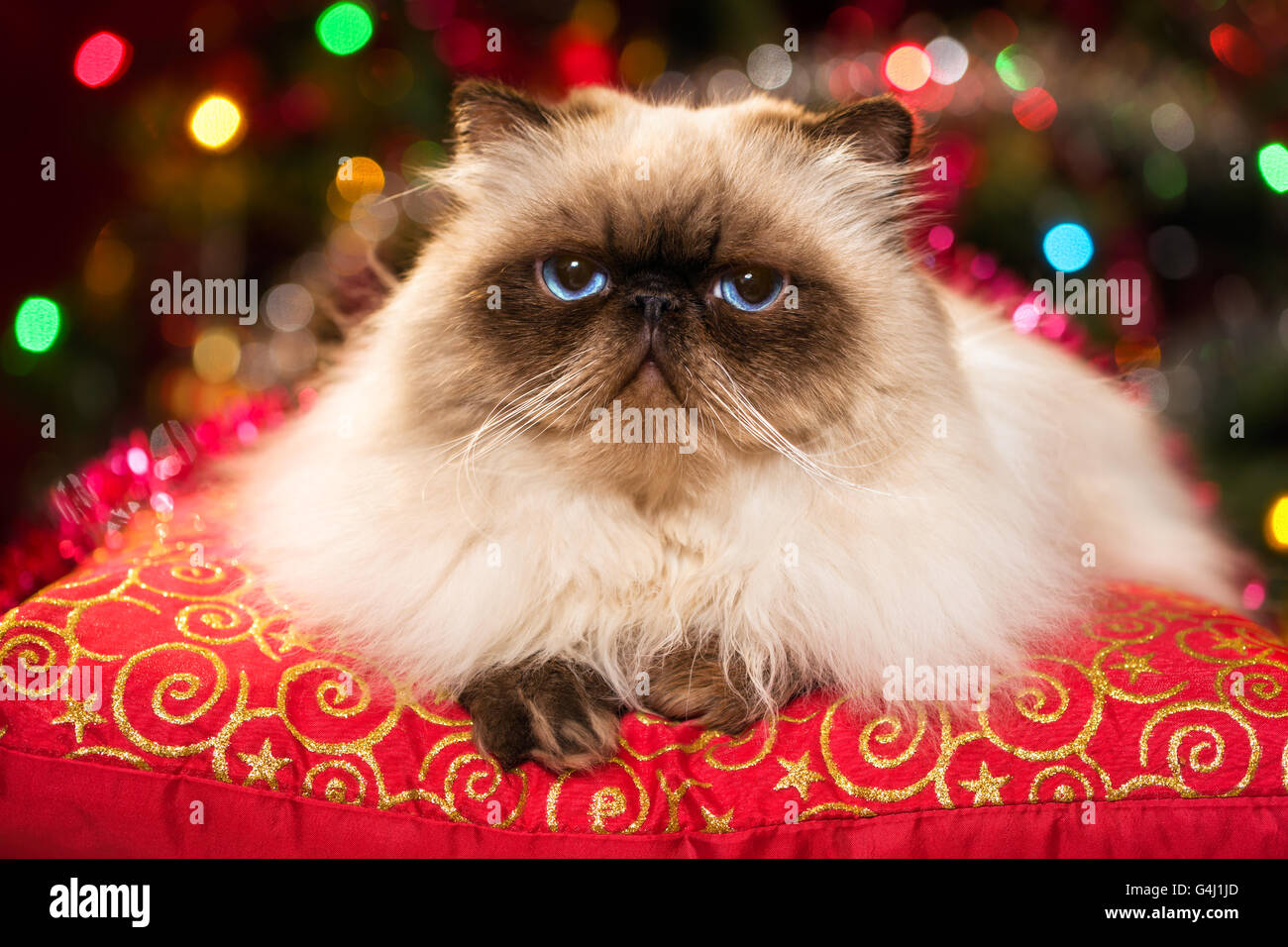 Drôle de chat Persan Colourpoint est couché sur un coussin rouge en face d'un arbre de Noël Banque D'Images