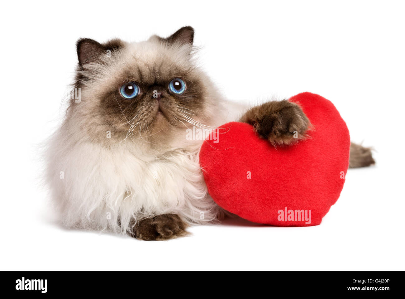 Saint Valentin amoureux mignon chat Persan Colourpoint avec un cœur rouge Banque D'Images