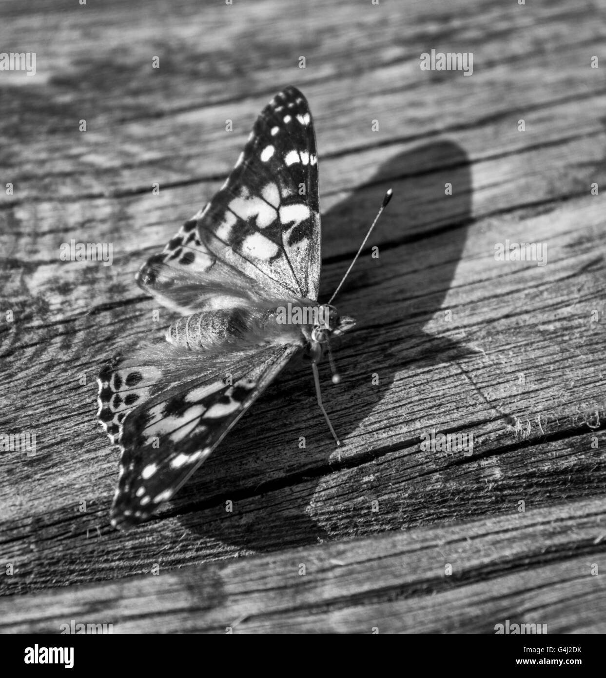 Papillon belle dame en monochrome Banque D'Images