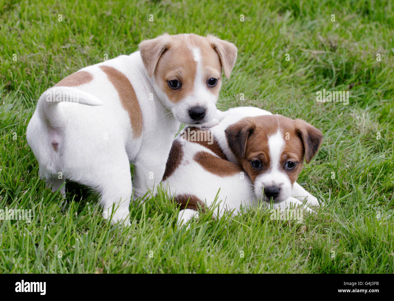 Chien de ferme suédois danois Banque D'Images