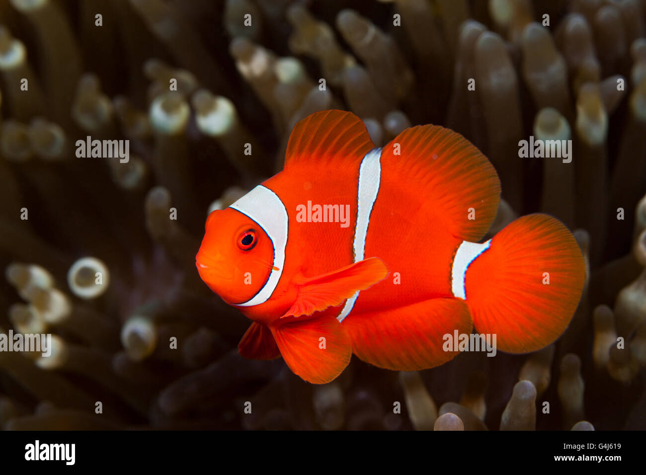 Poissons Clowns, Spinecheek Premnas aculeatus, Ambon, Moluques, Indonésie Banque D'Images
