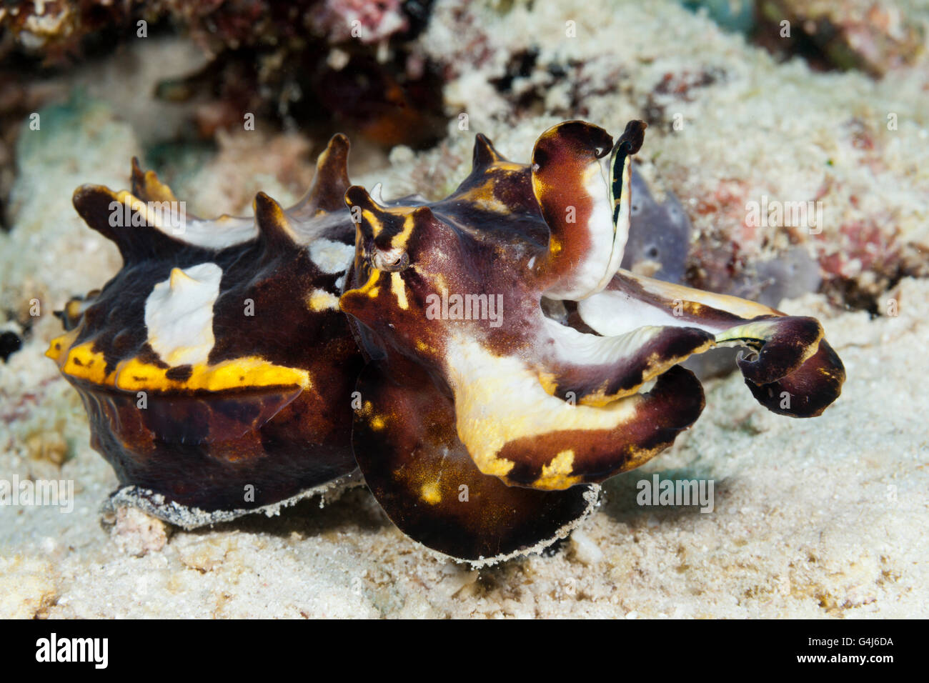 La Seiche flamboyante, Metasepia pfefferi, Ambon, Moluques, Indonésie Banque D'Images