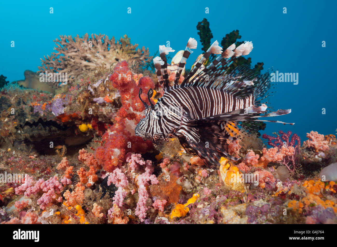 Plus de poisson lion Pterois volitans, récifs coralliens, Raja Ampat, Papouasie occidentale, en Indonésie Banque D'Images