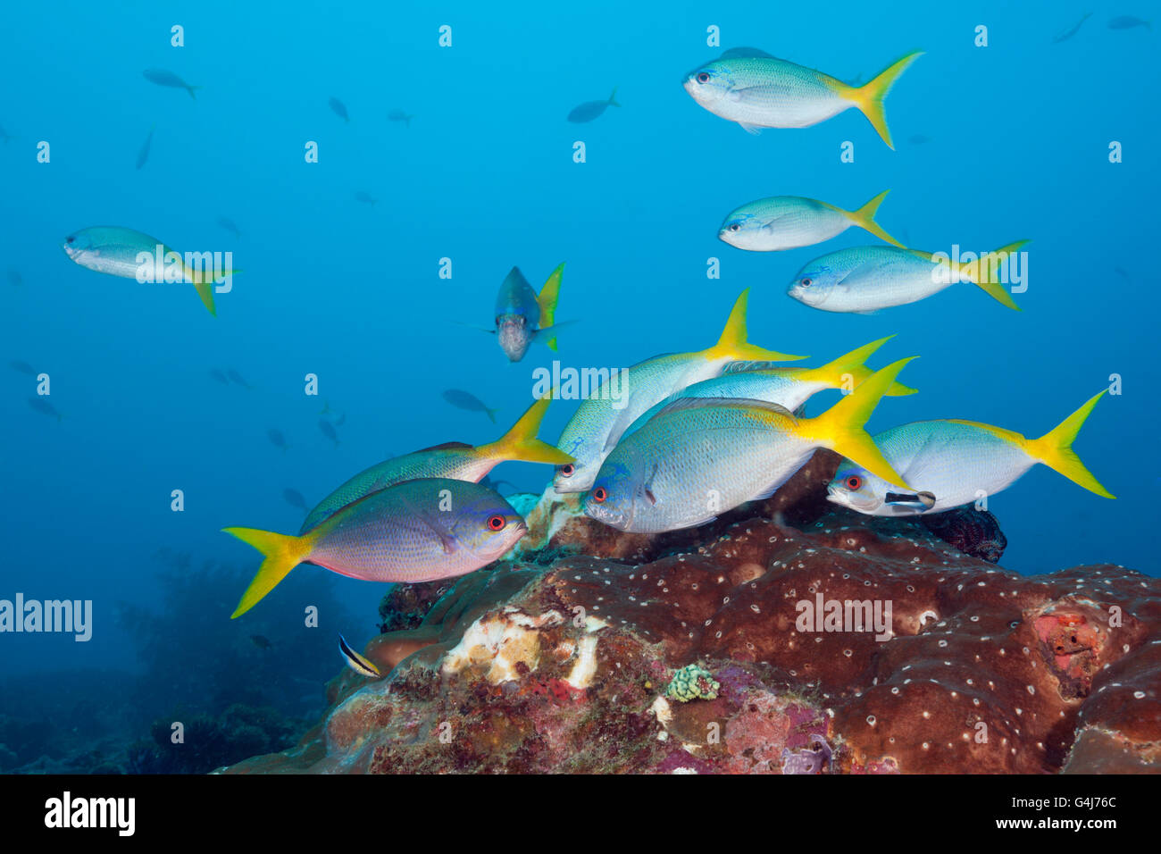 Banc de fusiliers, Caesio cuning robuste, Raja Ampat, Papouasie occidentale, en Indonésie Banque D'Images