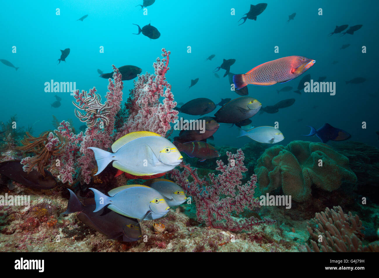 Poisson Chirurgien allongé dans les récifs coralliens, Acanthurus mata, Raja Ampat, Papouasie occidentale, en Indonésie Banque D'Images