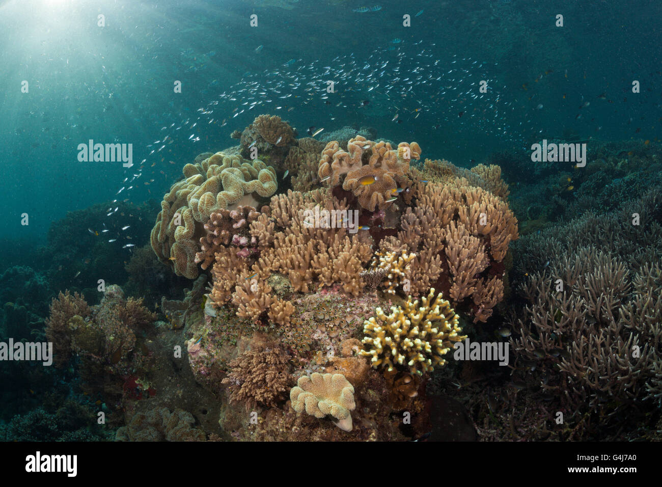 Des coraux des récifs coralliens en cuir, Raja Ampat, Papouasie occidentale, en Indonésie Banque D'Images