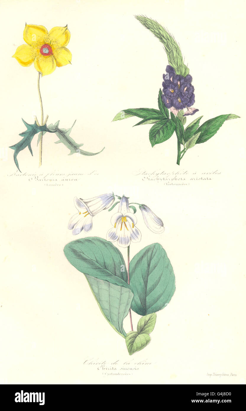 Fleurs : Bartonia aurea ; Stachytarpheté aristata ; chirita sinensis, imprimer 1852 Banque D'Images