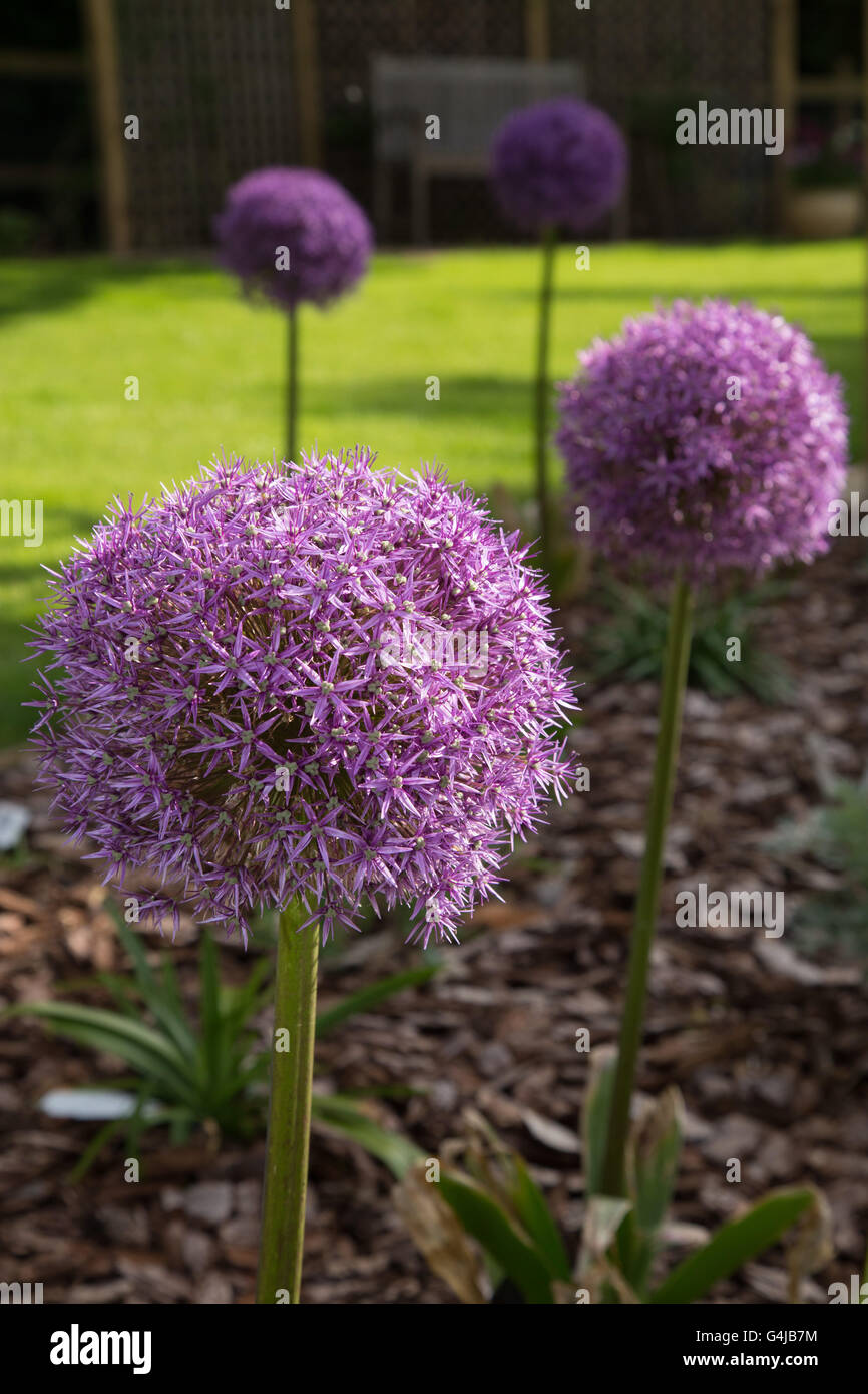 Globemaster allium fleurs en pleine floraison, juste avant de tourner à la semence Banque D'Images