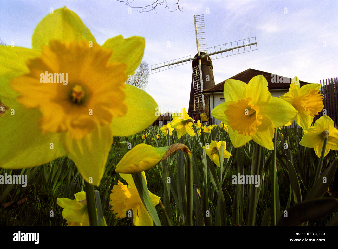 Le dernier moulin à vent encore en vie à Londres, le Brixton Windmill, Brixton South London, est situé sous le soleil du printemps. Le bâtiment classé Grade II construit en 1816 n'a pas été utilisé depuis les années 1930. Des plans sont en cours pour fonder un groupe de théâtre communautaire. * ses voiles ont maintenant été rénovées. L'avenir du moulin à vent reste incertain. Banque D'Images