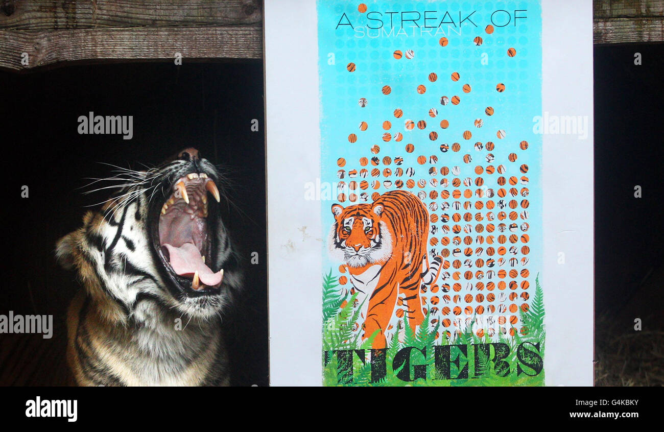 Reika le tigre au zoo de Londres avec une édition limitée que le zoo a créé pour recueillir de l'argent pour leur campagne Tiger SOS - qui vise à économiser pour sauver le tigre de Sumatran. L'imprimé, « A Streak of Sumatran Tigers » de WOOP Studios, présente 300 points de tigre rayés pour illustrer le nombre estimé de tigres Sumatran laissés dans la nature. Banque D'Images
