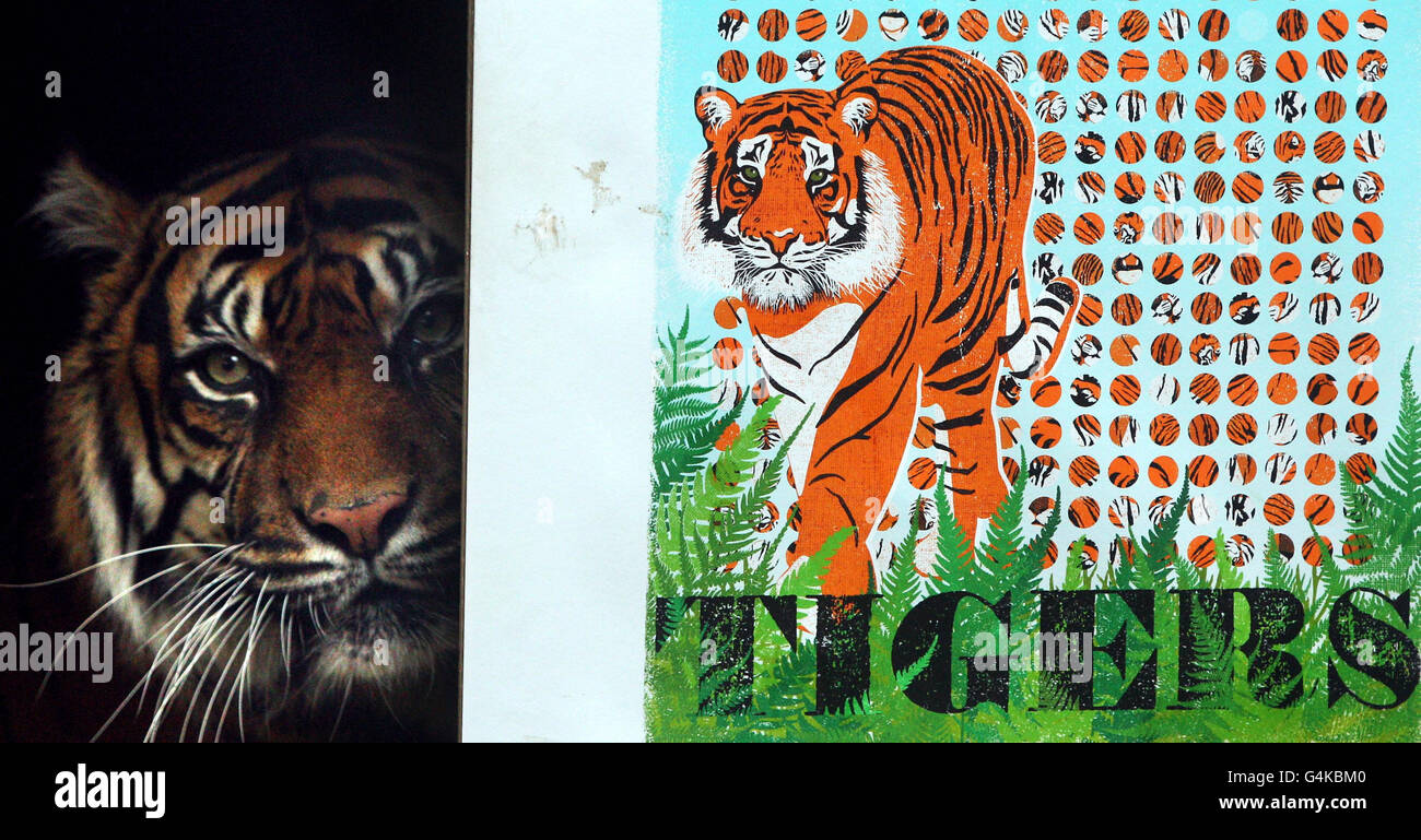 Reika le tigre au zoo de Londres avec une édition limitée que le zoo a créé pour recueillir de l'argent pour leur campagne Tiger SOS - qui vise à économiser pour sauver le tigre de Sumatran. L'imprimé, « A Streak of Sumatran Tigers » de WOOP Studios, présente 300 points de tigre rayés pour illustrer le nombre estimé de tigres Sumatran laissés dans la nature. Banque D'Images