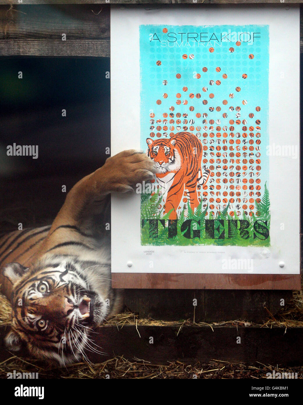 Campagne SOS Tigre du Zoo de Londres Banque D'Images