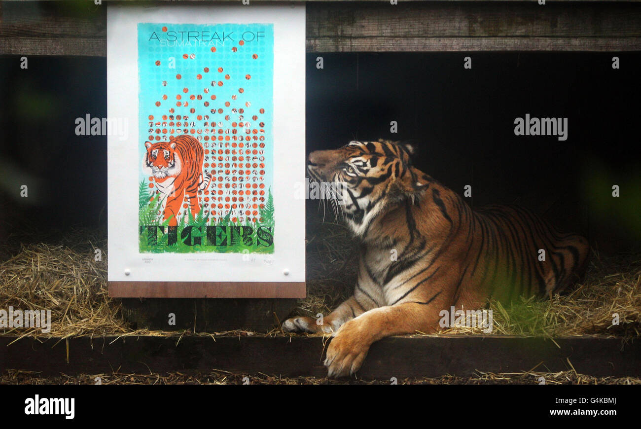 Campagne SOS Tigre du Zoo de Londres Banque D'Images