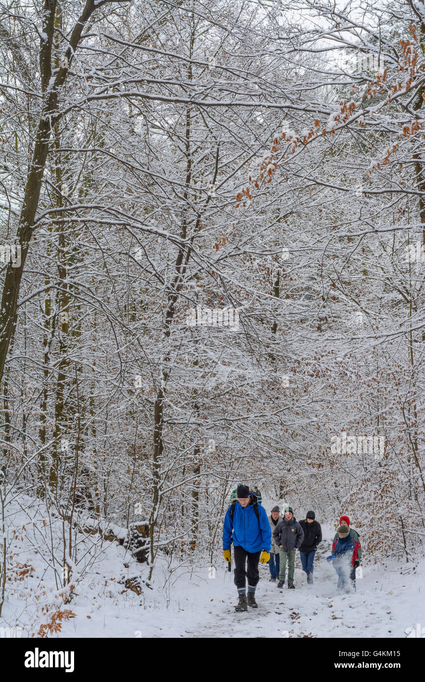 Dresdner Heide forêt : Les randonneurs en forêt dans la neige, l'Allemagne, Saxe, Saxe, Dresde , Banque D'Images