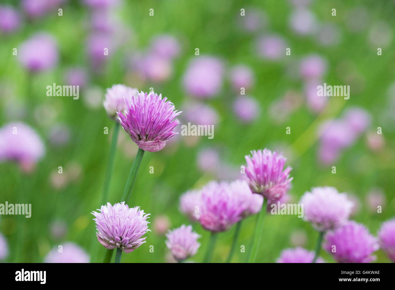 'Allium schoenoprasum'. La floraison de la ciboulette. Banque D'Images