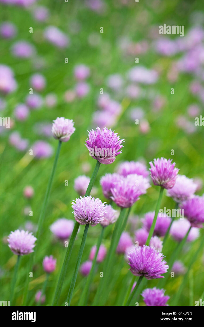 'Allium schoenoprasum'. La floraison de la ciboulette. Banque D'Images
