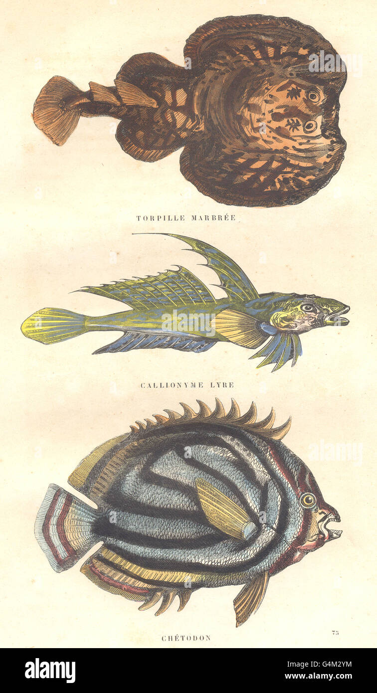 Poisson : Poisson : torpille marbrée ; Callionyme Lyre ; Chétodon, antique print 1873 Banque D'Images