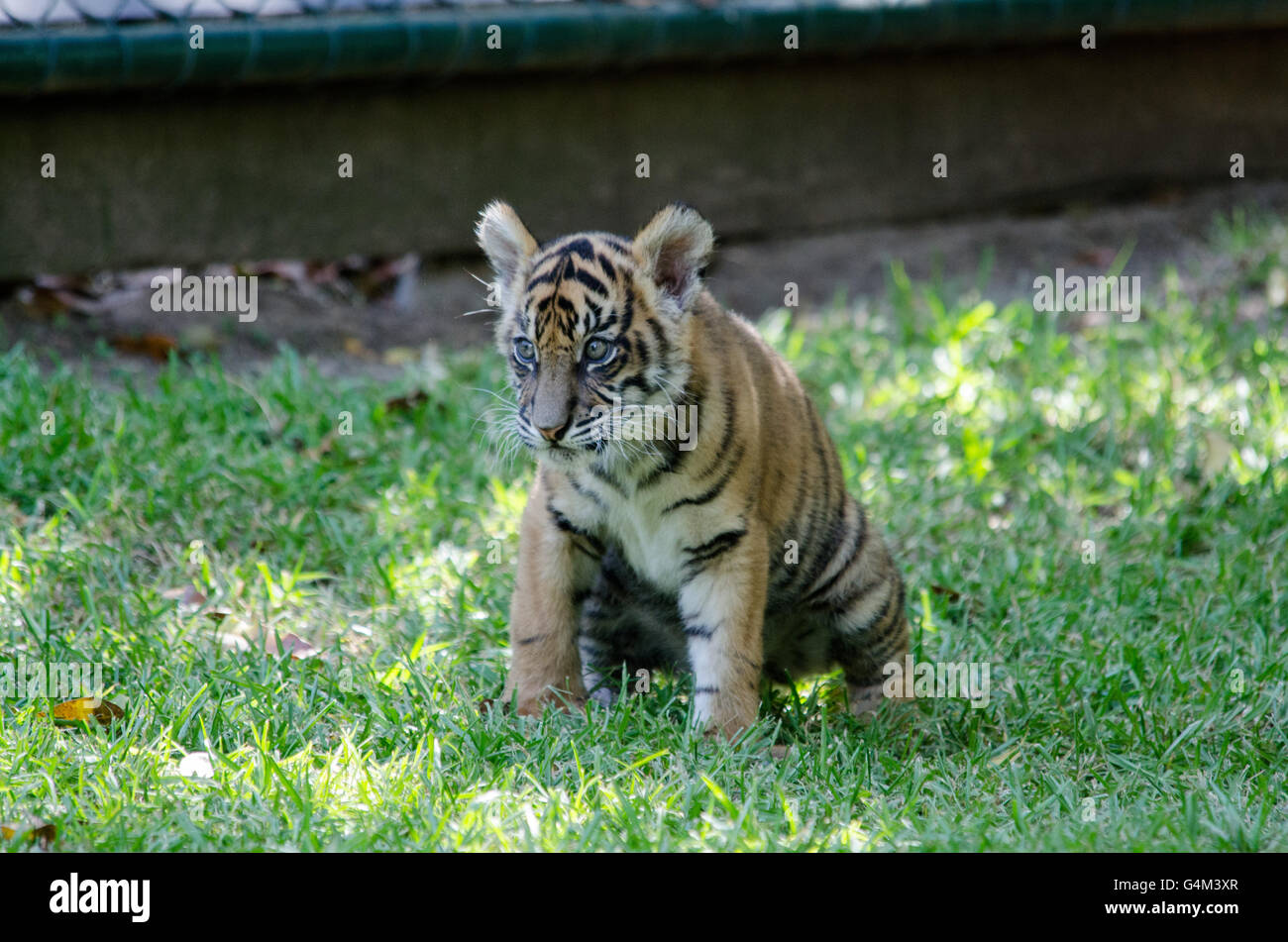 L'âge de trois mois le tigre de cub jouant dans l'herbe au Zoo de l'Australie Banque D'Images