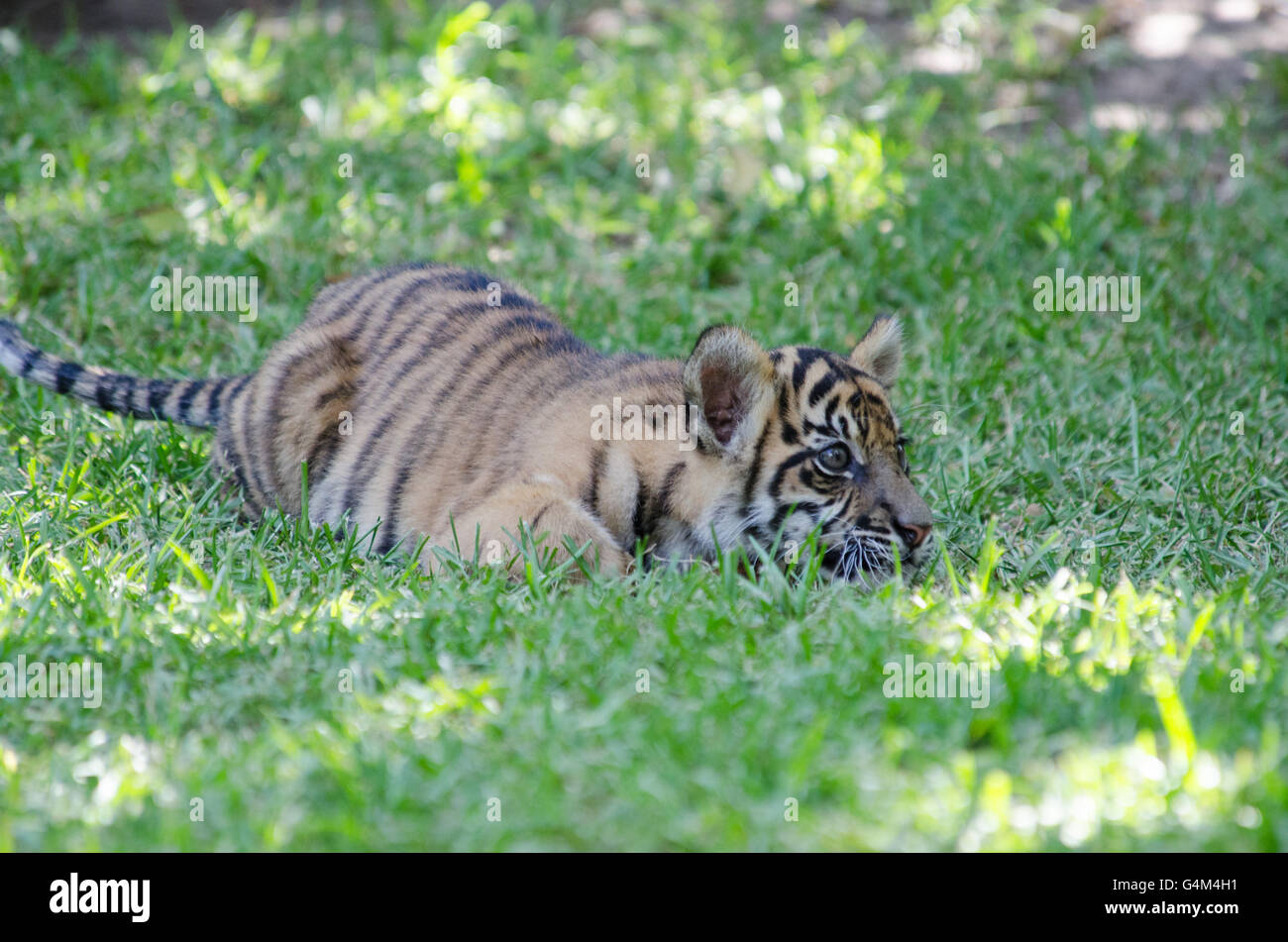 L'âge de trois mois le tigre de cub jouant dans l'herbe au Zoo de l'Australie Banque D'Images