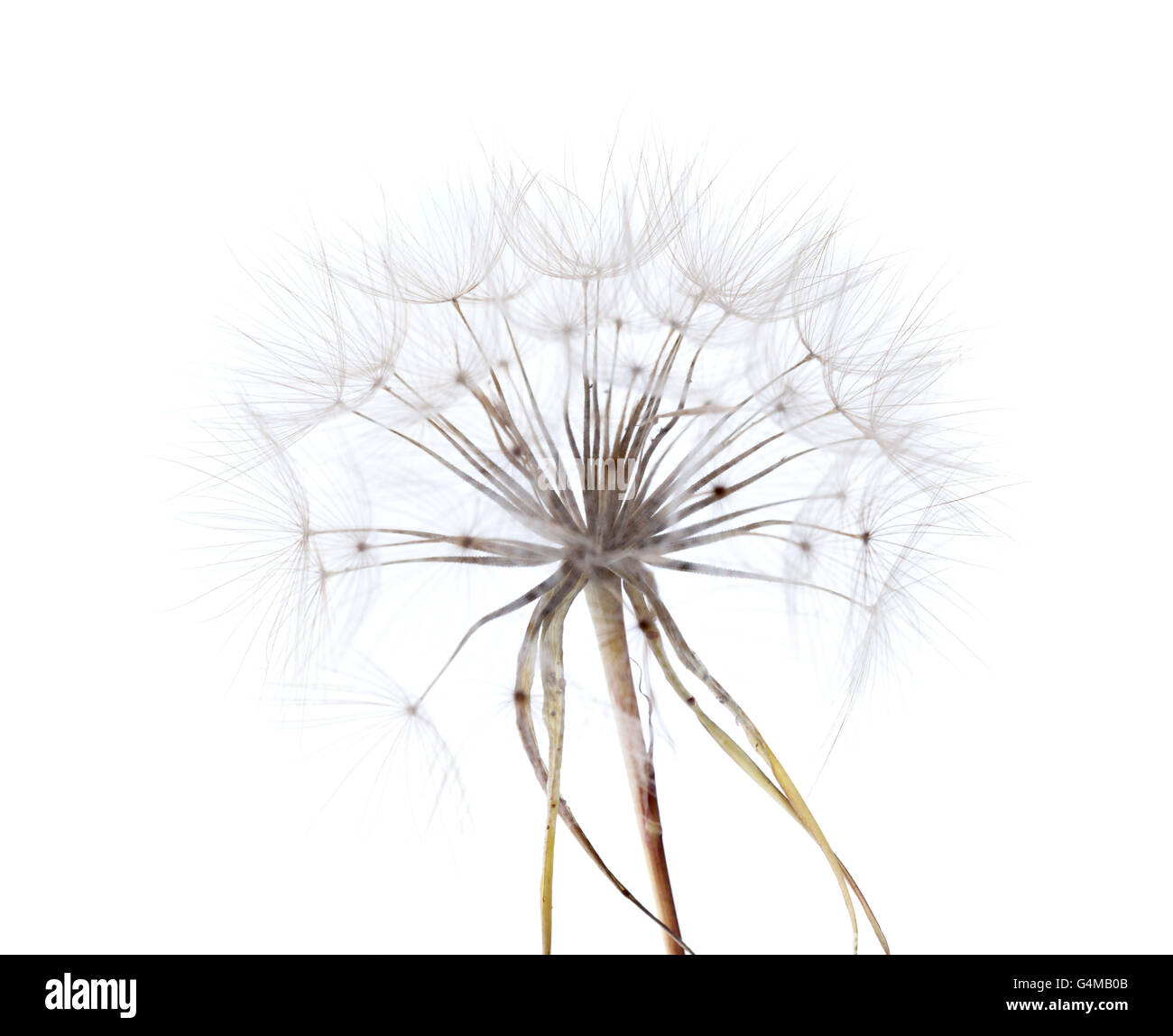 Grand tour de pissenlit comme venu seedhead de salsifis plant isolated on white Banque D'Images