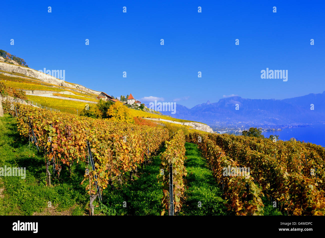 Le Mountainside vineyards dans Lauvaux, Suisse. Banque D'Images
