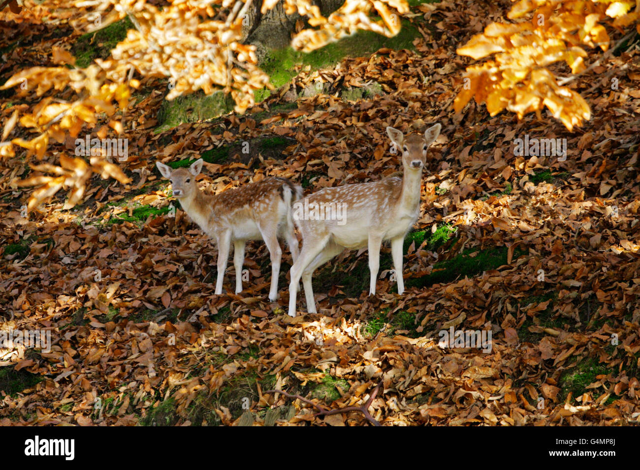 Le daim, Dama dama, seule femelle adulte et de faon debout dans les bois. Prises de novembre. Knole Park, Kent, UK. Banque D'Images