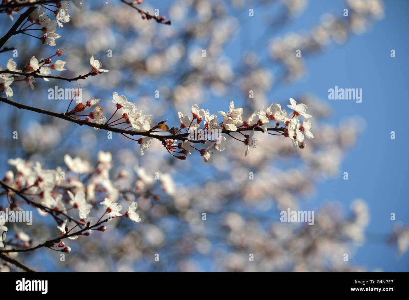 Prunus cerasifera 'Pissardii', à feuilles pourpres prunier en fleurs, printemps, UK Banque D'Images