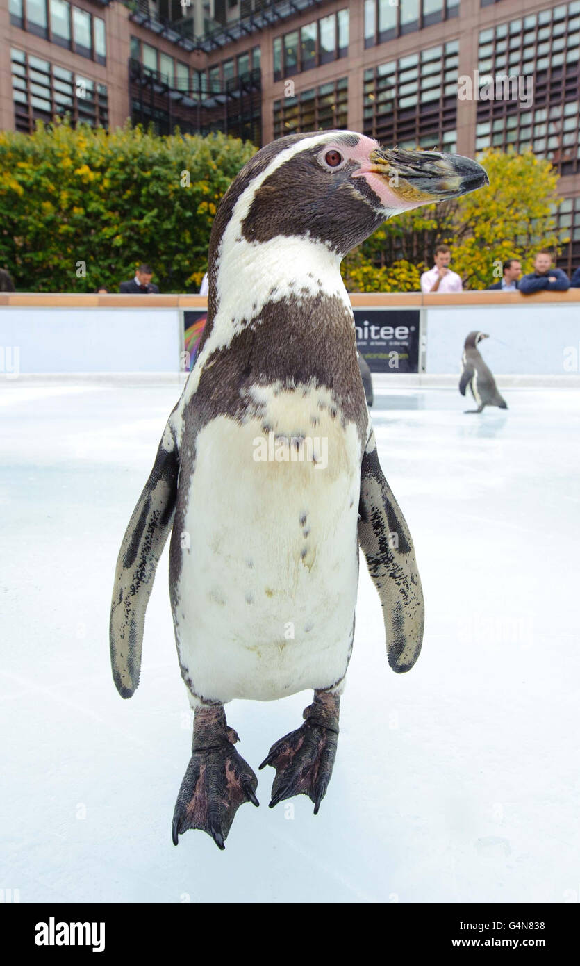 Un pingouin Humboldt des jardins zoologiques Heythrop, dans l'Oxfordshire, bénéficie de la glace de la patinoire Broadgate, située dans le Broadgate Circle à Londres, avant d'être ouvert au public pour la saison d'hiver. Banque D'Images