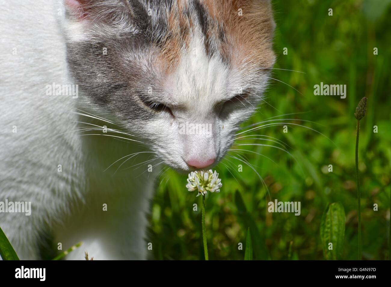 Un Joli Chat Blanc Jeux En Plein Air Sur Une Chaude Journee D Ete Photo Stock Alamy