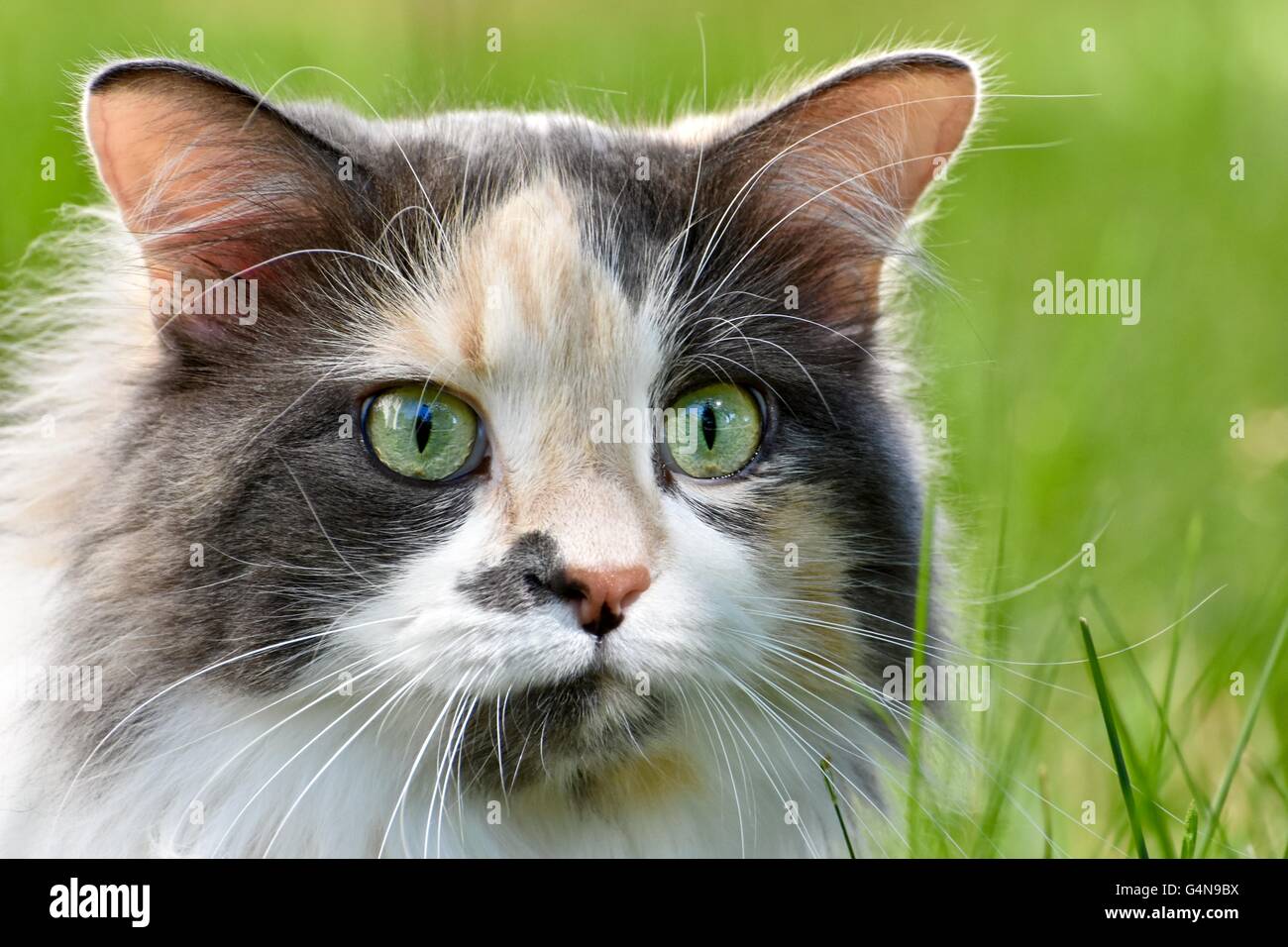 Une magnifique chevelure longue chat calico joue dehors sur une chaude journée d'été Banque D'Images