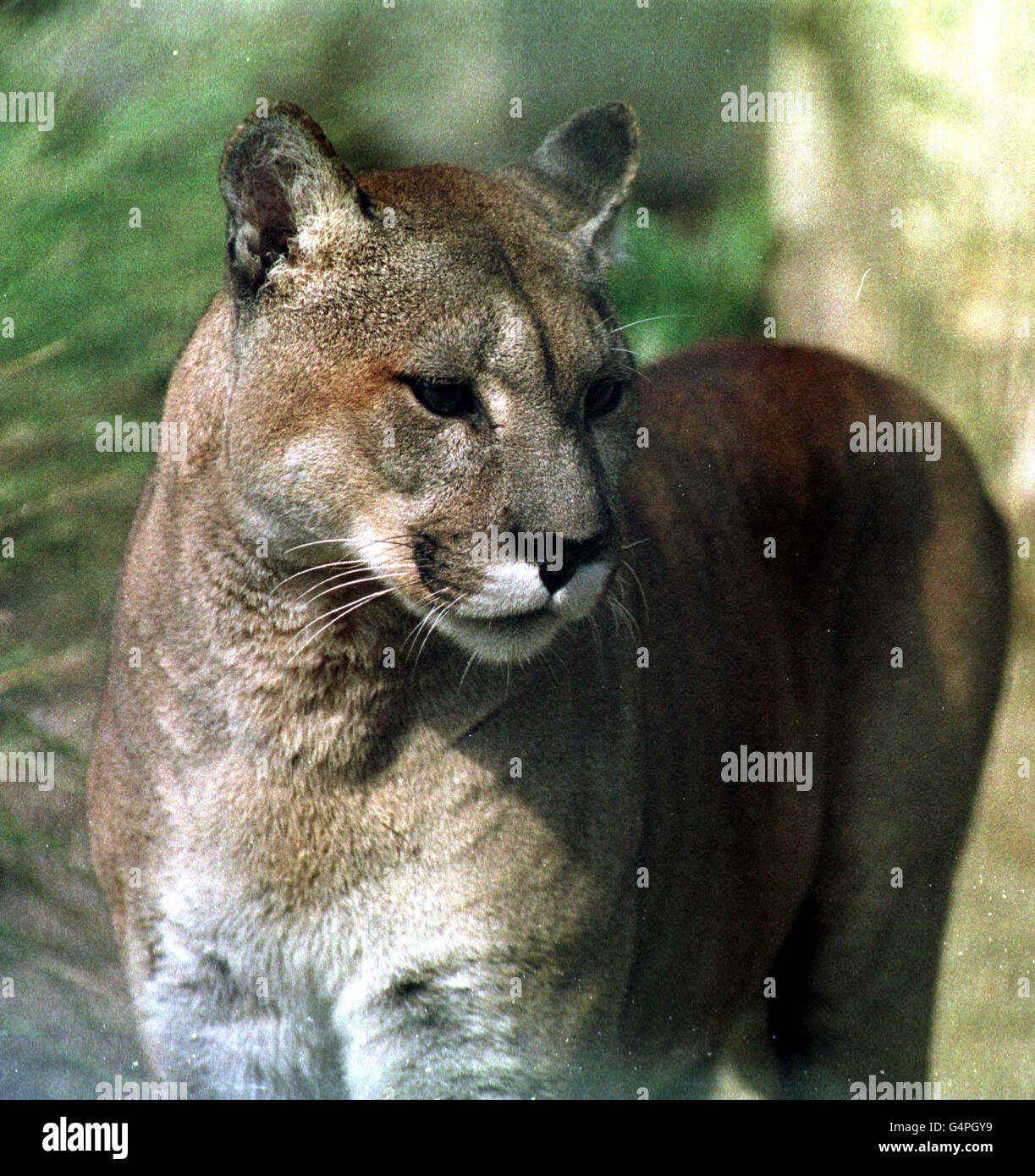 Un Puma au zoo de Newquay un type similaire d'animal est recherché dans la  région du Mid-Cornwall avec l'utilisation d'une caméra infrarouge à temps  écoulé de haute technologie qui a commencé à