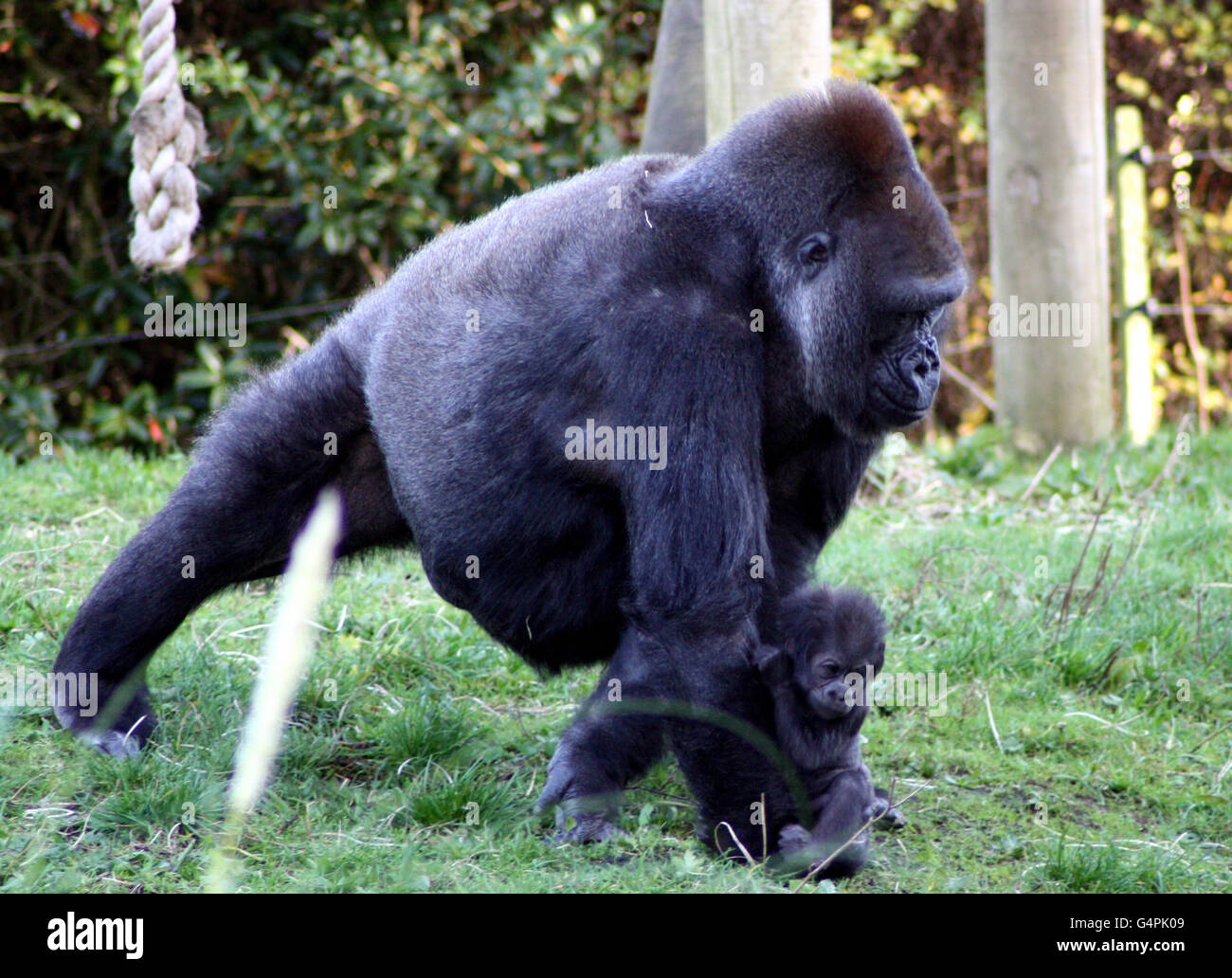 Salome porte son bébé Kukena autour de l'enceinte des gorilles dans les jardins du zoo de Bristol, à Bristol. Banque D'Images