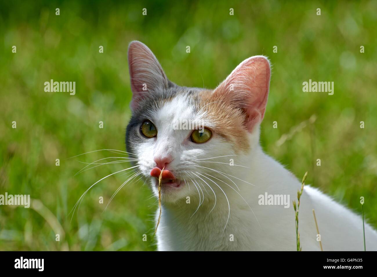 Un Joli Chat Blanc Jeux En Plein Air Sur Une Chaude Journee D Ete Photo Stock Alamy