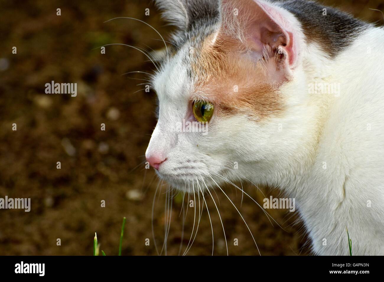 Un Joli Chat Blanc Jeux En Plein Air Sur Une Chaude Journee D Ete Photo Stock Alamy