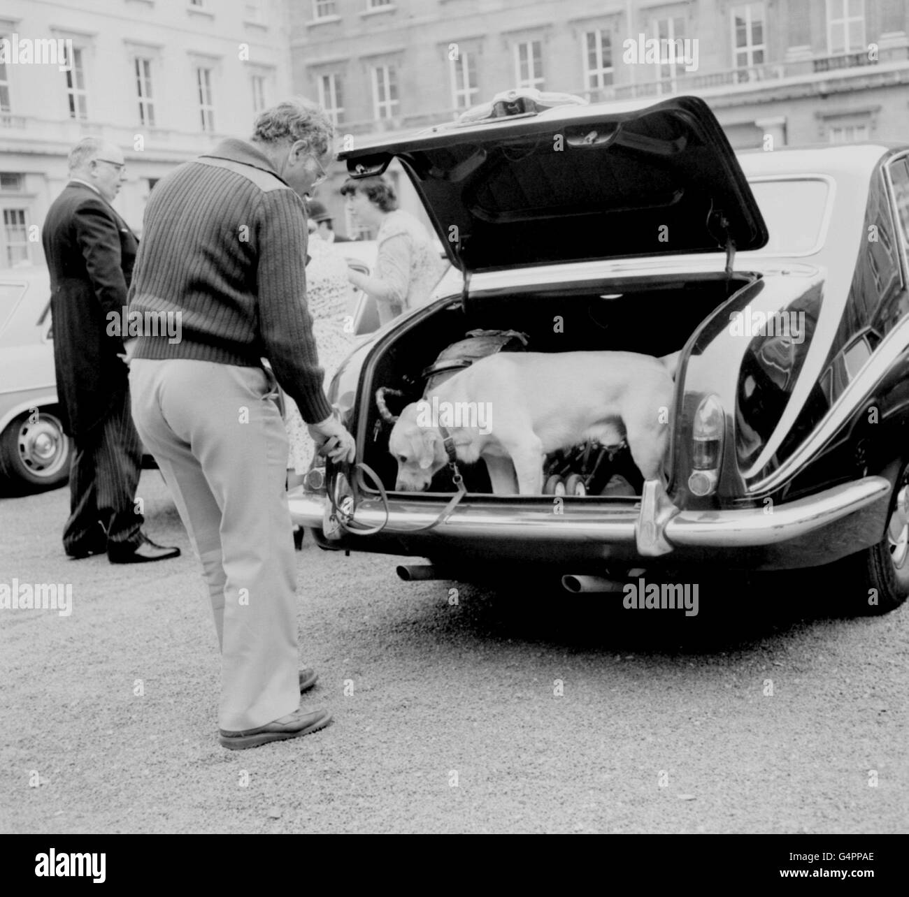 Un chien renifleur examine le coffre d'une voiture garée dans l'avant-cour du palais de Buckingham, où des mesures de précaution ont été renforcées à la suite d'un attentat de l'IRA. Banque D'Images