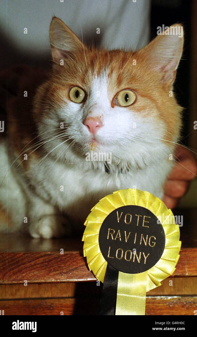 Un Chat De Gingembre Tom De Quatre Ans Appele Mandu D Ashburton Dans Le Sud Du Devon Pourrait Etre En Ligne Pour La Direction De La Partie Officielle De La Loony Monster Rouing