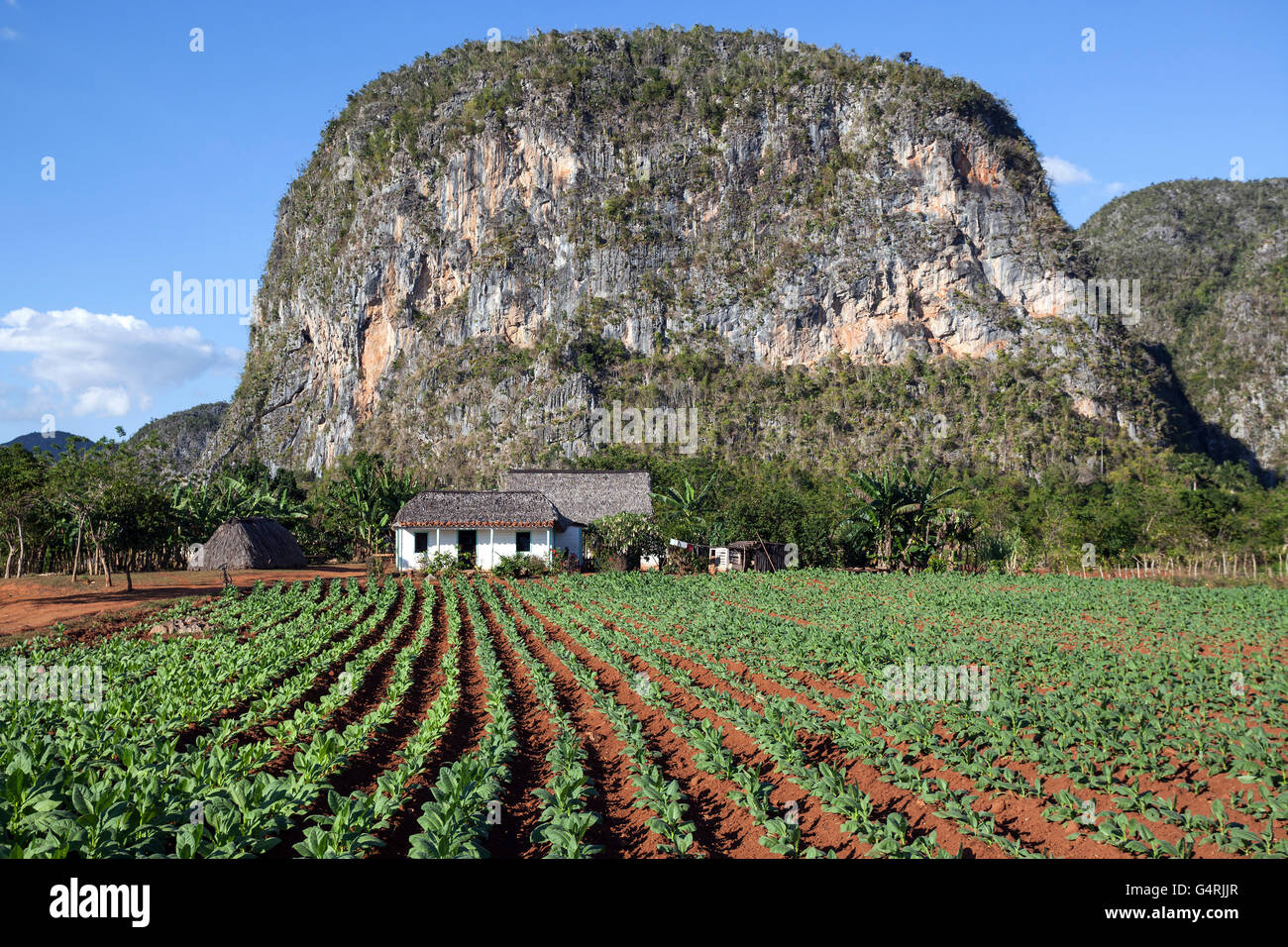 La culture du tabac, champ de tabac en face de l'établissement d'un cultivateur de tabac et les cônes karstiques appelées mogotes, près de Vinales Banque D'Images