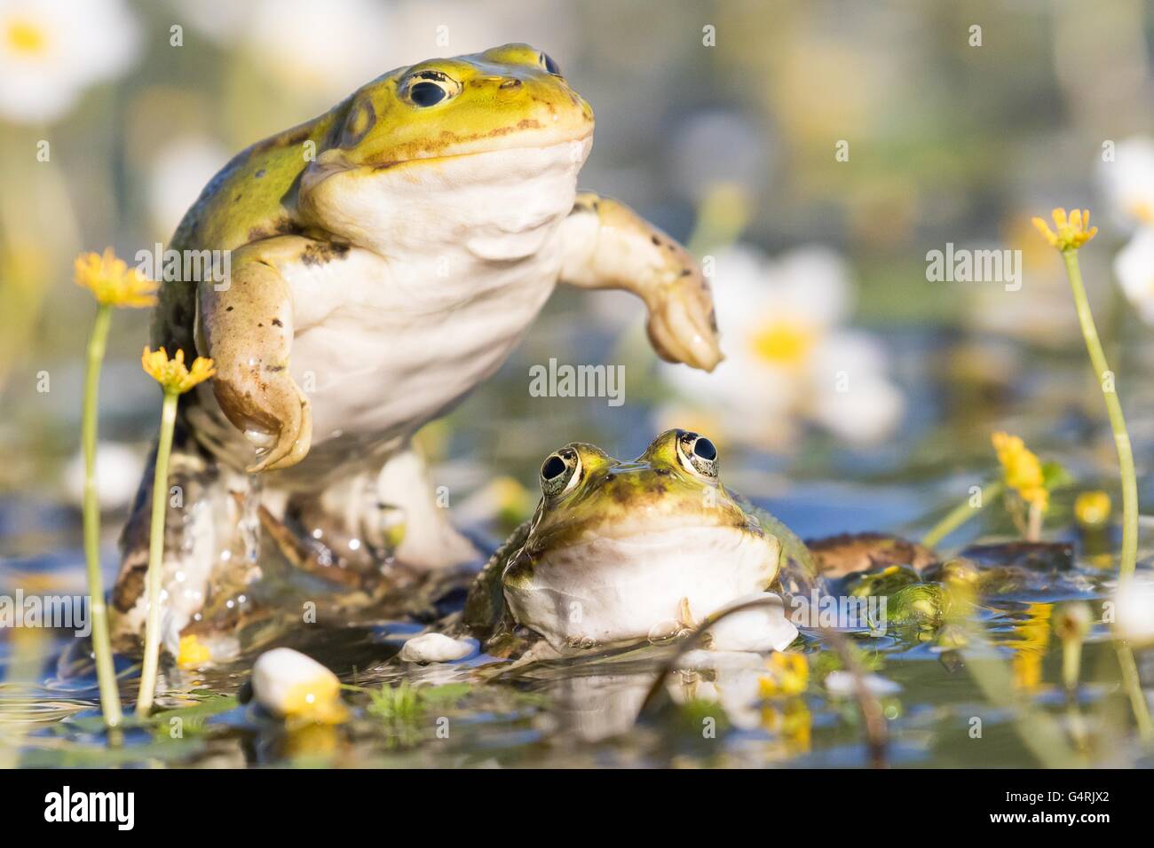 Les grenouilles comestibles (Pelophylax esculentus) dans l'eau, l'accouplement, white water-crowfoot (Ranunculus aquatilis), Hesse, Allemagne Banque D'Images